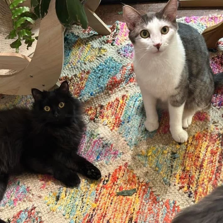 Freyer Medina, an adoptable Domestic Short Hair in Eagle Mountain, UT, 84005 | Photo Image 2