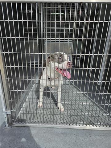 LADY, an adoptable Pit Bull Terrier, Mixed Breed in Norfolk, VA, 23502 | Photo Image 1