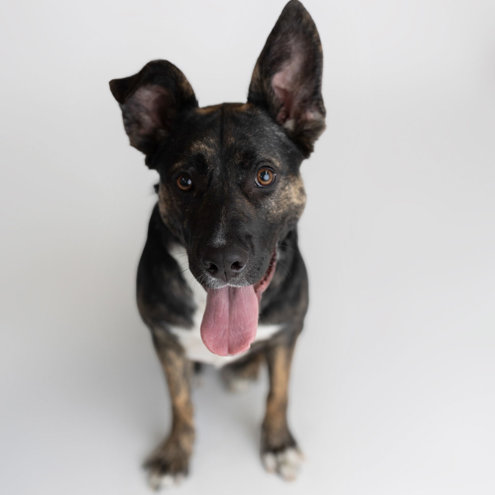 Fleetfoot, an adoptable German Shepherd Dog, Pit Bull Terrier in Fargo, ND, 58103 | Photo Image 2