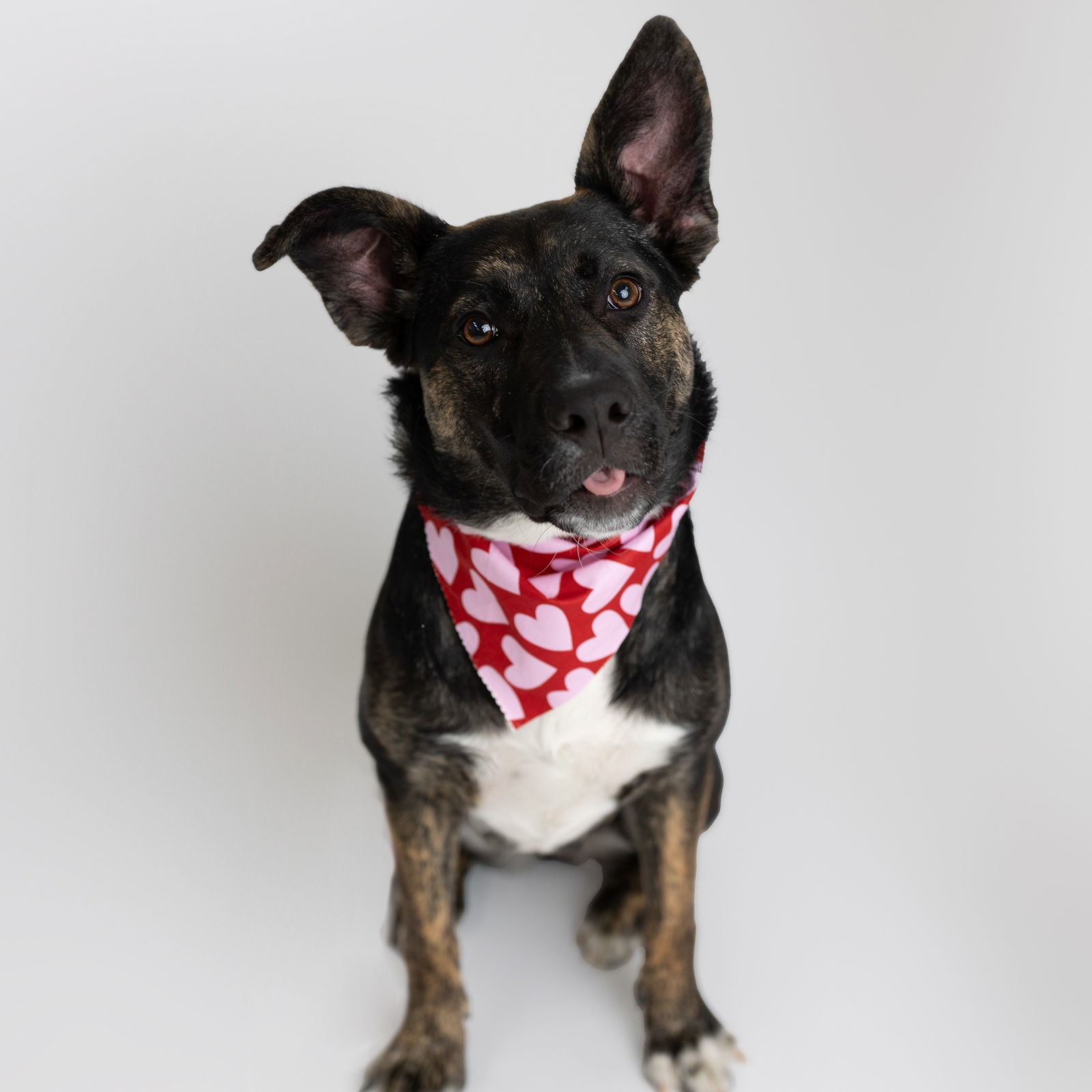 Fleetfoot, an adoptable German Shepherd Dog, Pit Bull Terrier in Fargo, ND, 58103 | Photo Image 2