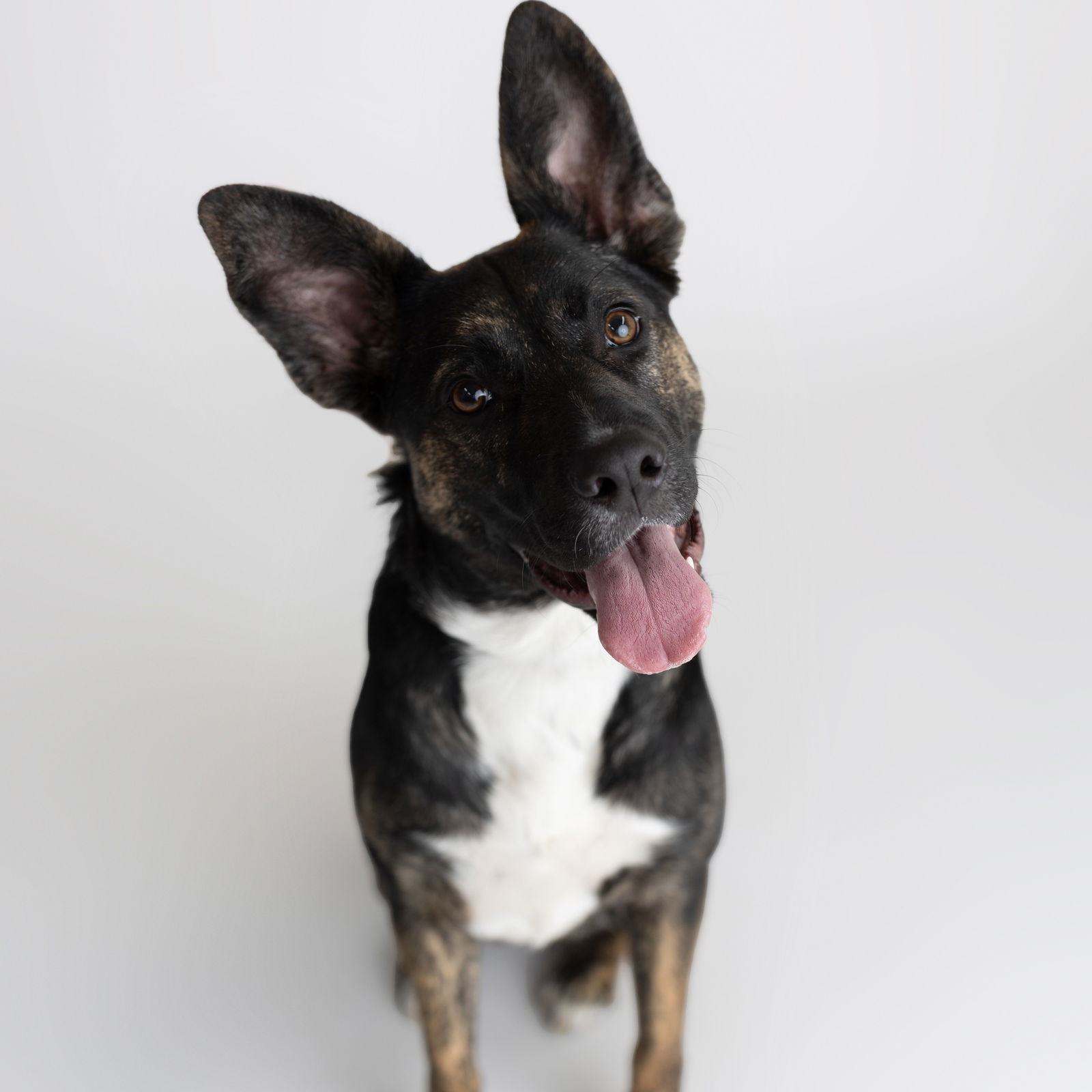 Fleetfoot, an adoptable German Shepherd Dog, Pit Bull Terrier in Fargo, ND, 58103 | Photo Image 3