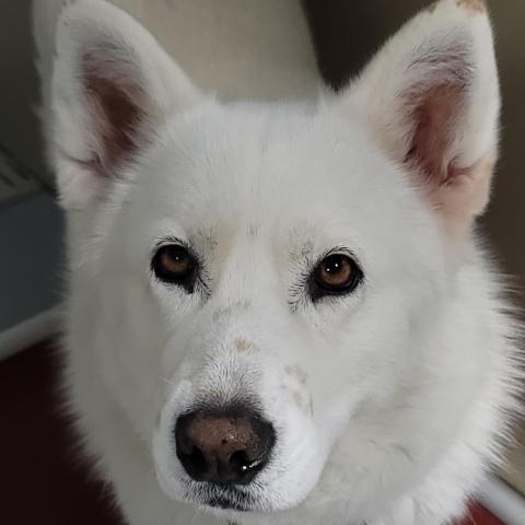 Nova, an adoptable Samoyed, Siberian Husky in Carroll, IA, 51401 | Photo Image 1