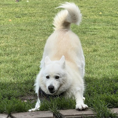 Nova, an adoptable Samoyed, Siberian Husky in Carroll, IA, 51401 | Photo Image 2