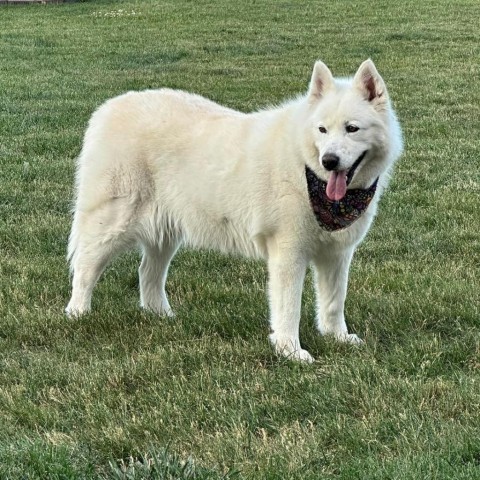 Nova, an adoptable Samoyed, Siberian Husky in Carroll, IA, 51401 | Photo Image 3