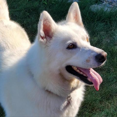 Nova, an adoptable Samoyed, Siberian Husky in Carroll, IA, 51401 | Photo Image 4