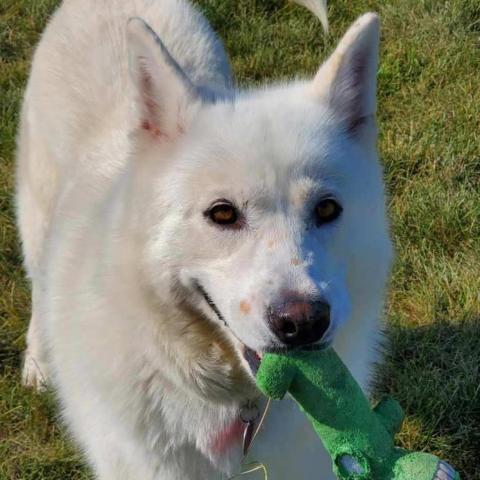 Nova, an adoptable Samoyed, Siberian Husky in Carroll, IA, 51401 | Photo Image 5