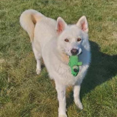 Nova, an adoptable Samoyed, Siberian Husky in Carroll, IA, 51401 | Photo Image 6