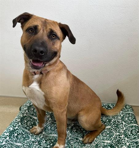 CREAM PUFF, an adoptable Mastiff, Mixed Breed in McKinleyville, CA, 95519 | Photo Image 1