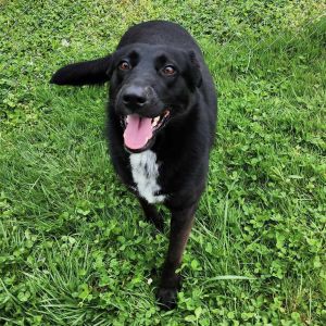 Katana, Adult Female Mixed Breed