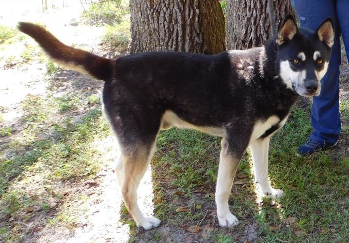 Siberian german 2024 shepherd mix