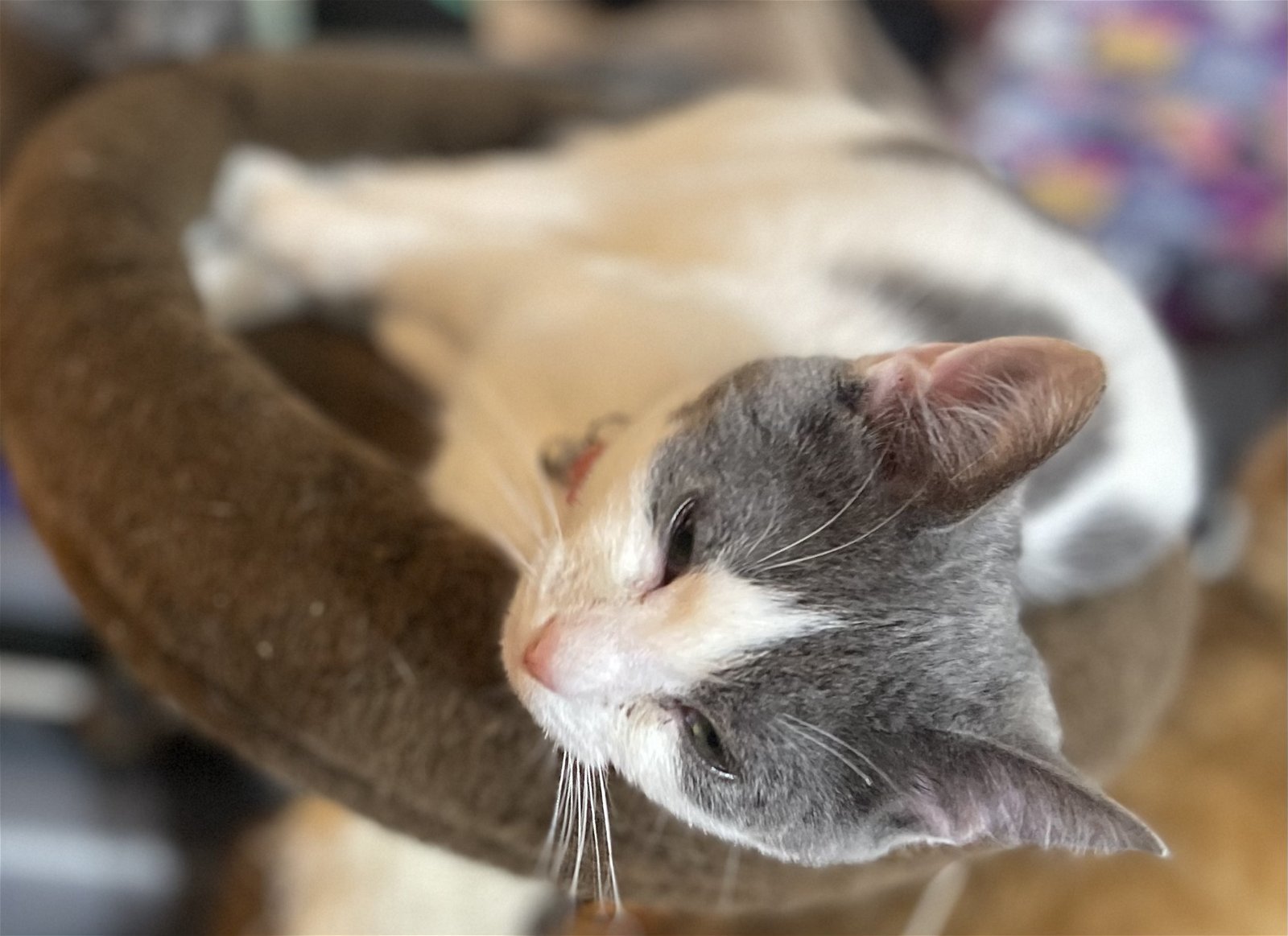 Brooklyn, an adoptable Domestic Short Hair in Pickens, SC, 29671 | Photo Image 1