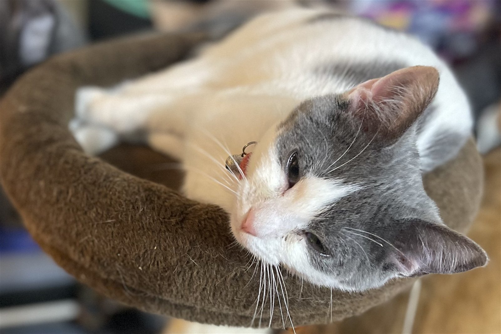 Brooklyn, an adoptable Domestic Short Hair in Pickens, SC, 29671 | Photo Image 3