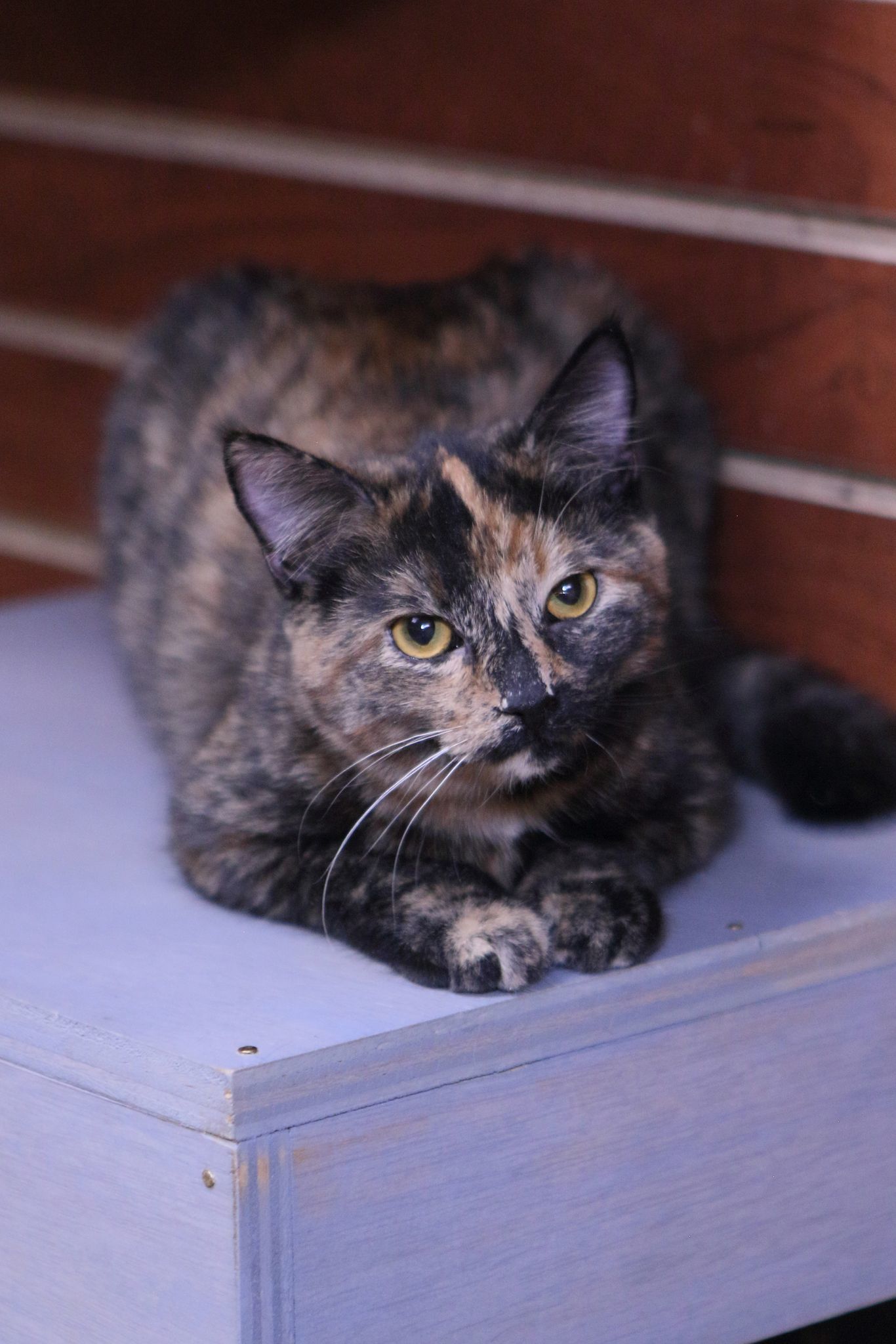 Vicki, an adoptable Tortoiseshell in Austin, MN, 55912 | Photo Image 1