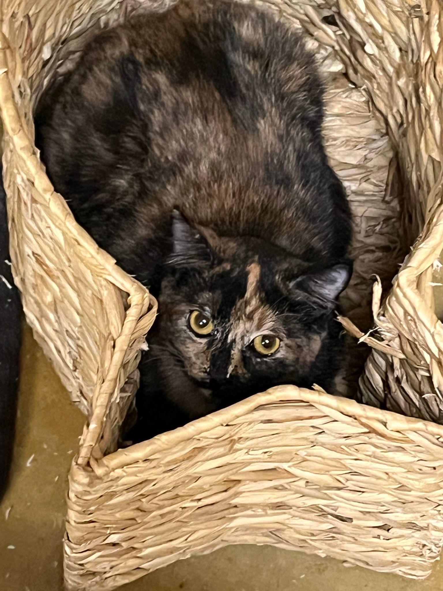 Vicki, an adoptable Tortoiseshell in Austin, MN, 55912 | Photo Image 2