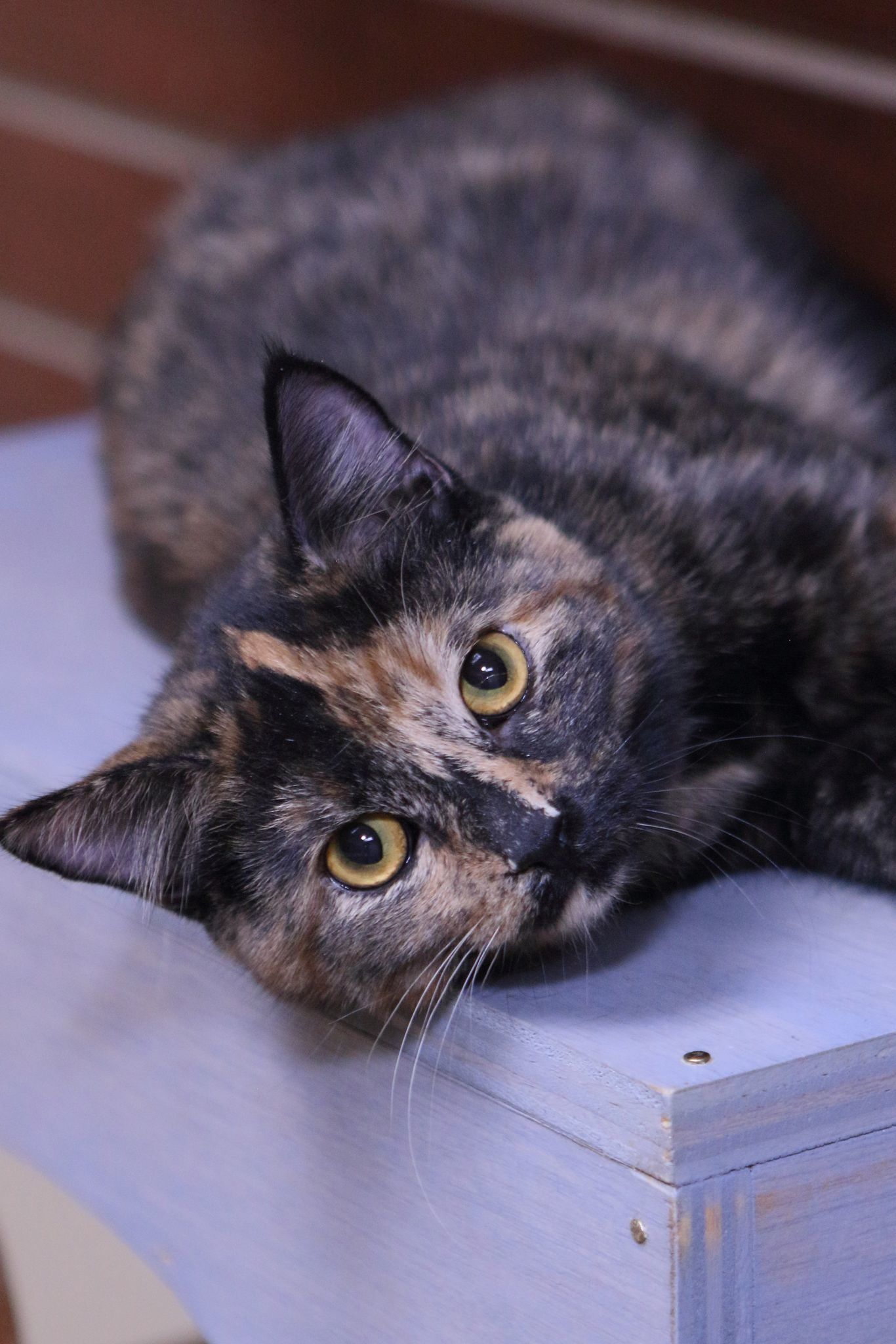 Vicki, an adoptable Tortoiseshell in Austin, MN, 55912 | Photo Image 3