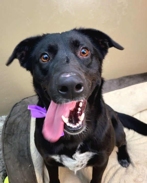 Dog for adoption Batty 40226, a Labrador Retriever Mix in Pocatello