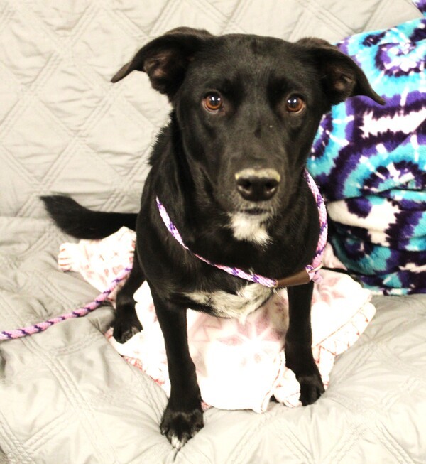 Dog for adoption Batty 40226, a Labrador Retriever Mix in Pocatello