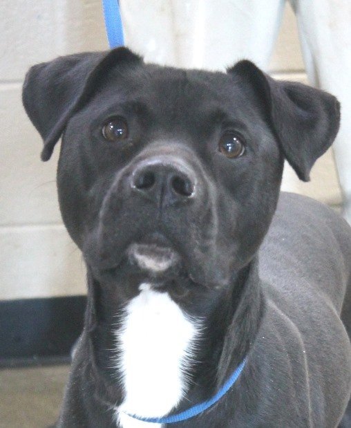 Onyx, an adoptable Labrador Retriever & American Bulldog Mix in Carrollton, GA_image-1