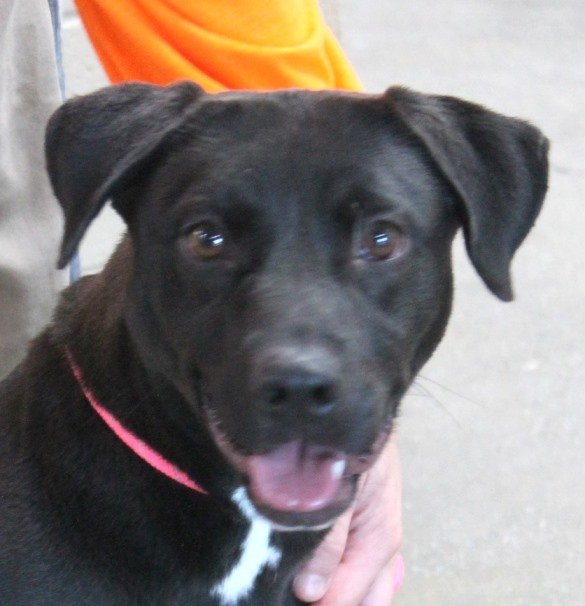 Quinnley, an adoptable Labrador Retriever & American Bulldog Mix in Carrollton, GA_image-1
