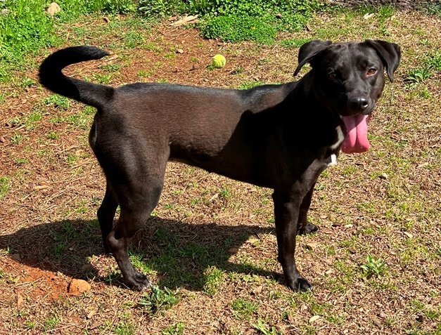 Quinnley, an adoptable Labrador Retriever & American Bulldog Mix in Carrollton, GA_image-2