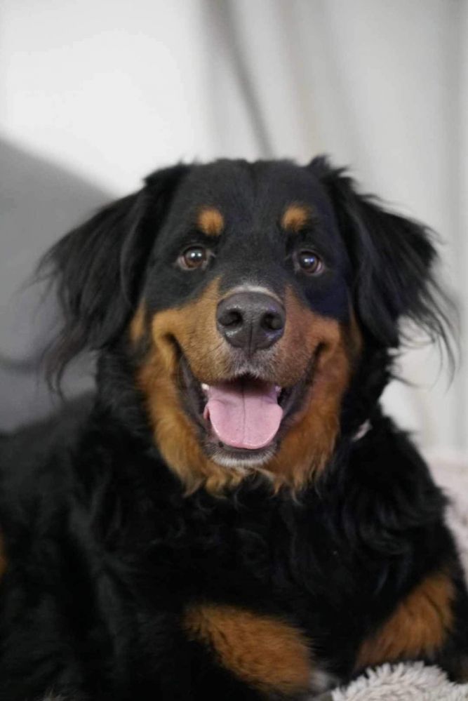 Rocky mountain best sale dog breed