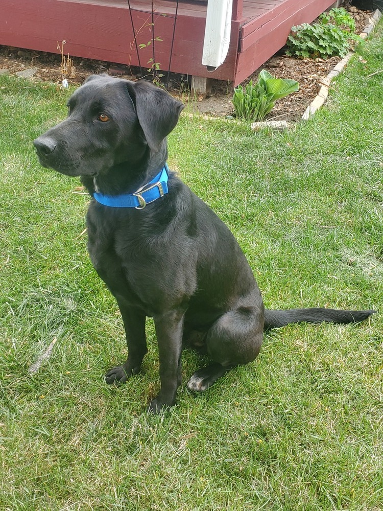 Burley / Nico, an adoptable Labrador Retriever in Broomfield, CO, 80020 | Photo Image 2