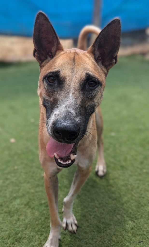 Vander (Soi Dog), an adoptable Jindo, Shiba Inu in Seattle, WA, 98125 | Photo Image 1