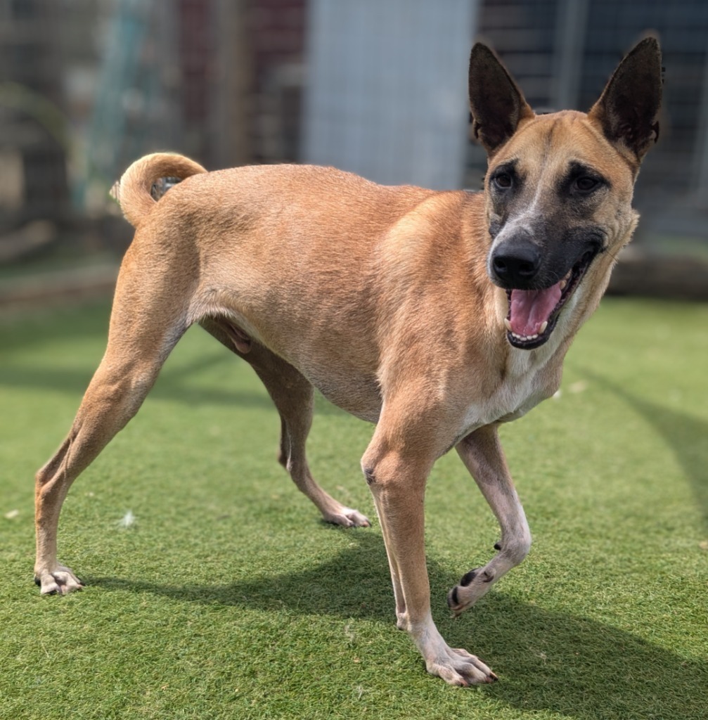 Vander (Soi Dog), an adoptable Jindo, Shiba Inu in Seattle, WA, 98125 | Photo Image 4