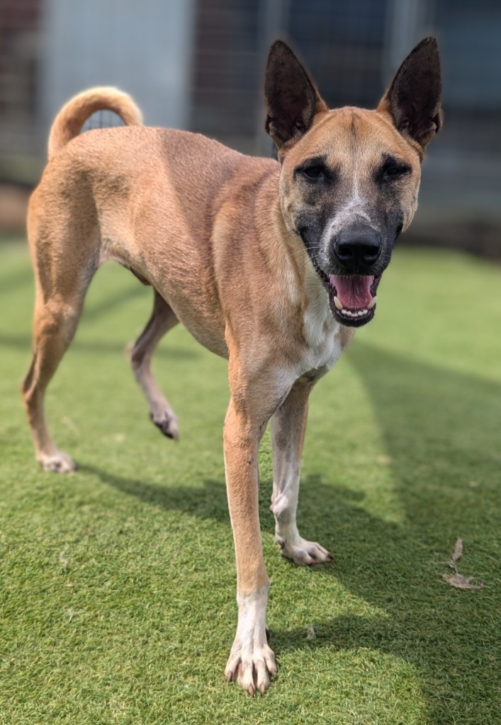 Vander (Soi Dog), an adoptable Jindo, Shiba Inu in Seattle, WA, 98125 | Photo Image 5