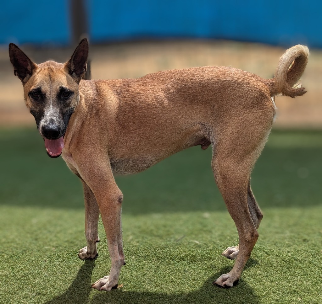 Vander (Soi Dog), an adoptable Jindo, Shiba Inu in Seattle, WA, 98125 | Photo Image 6