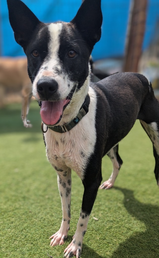 Cito (Soi Dog), an adoptable Border Collie, Jindo in Seattle, WA, 98125 | Photo Image 1