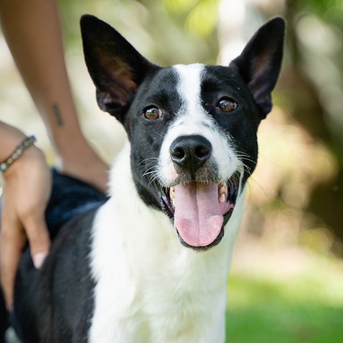 Cito (Soi Dog), an adoptable Border Collie, Jindo in Seattle, WA, 98125 | Photo Image 2