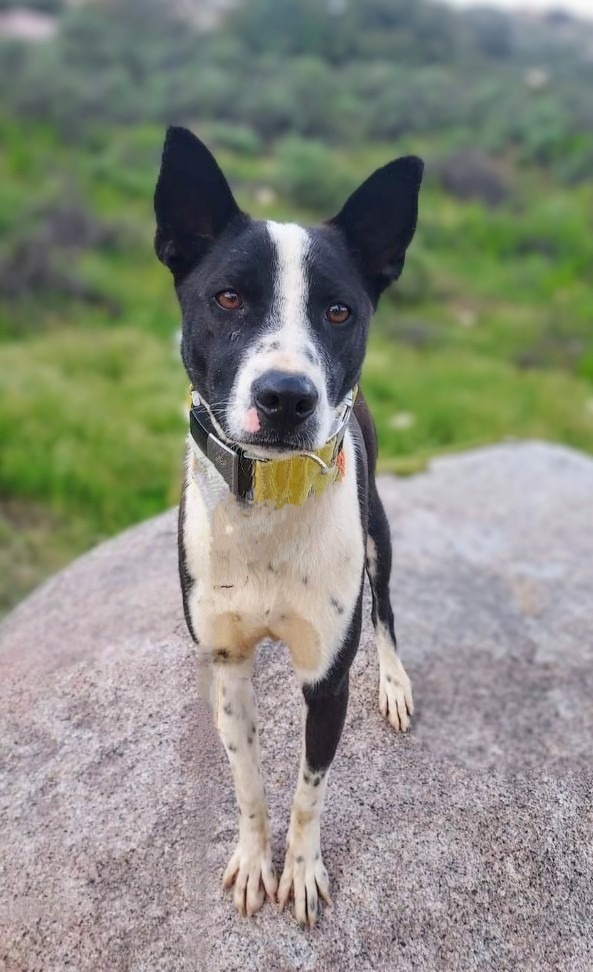 Cito (Soi Dog), an adoptable Border Collie, Jindo in Seattle, WA, 98125 | Photo Image 3