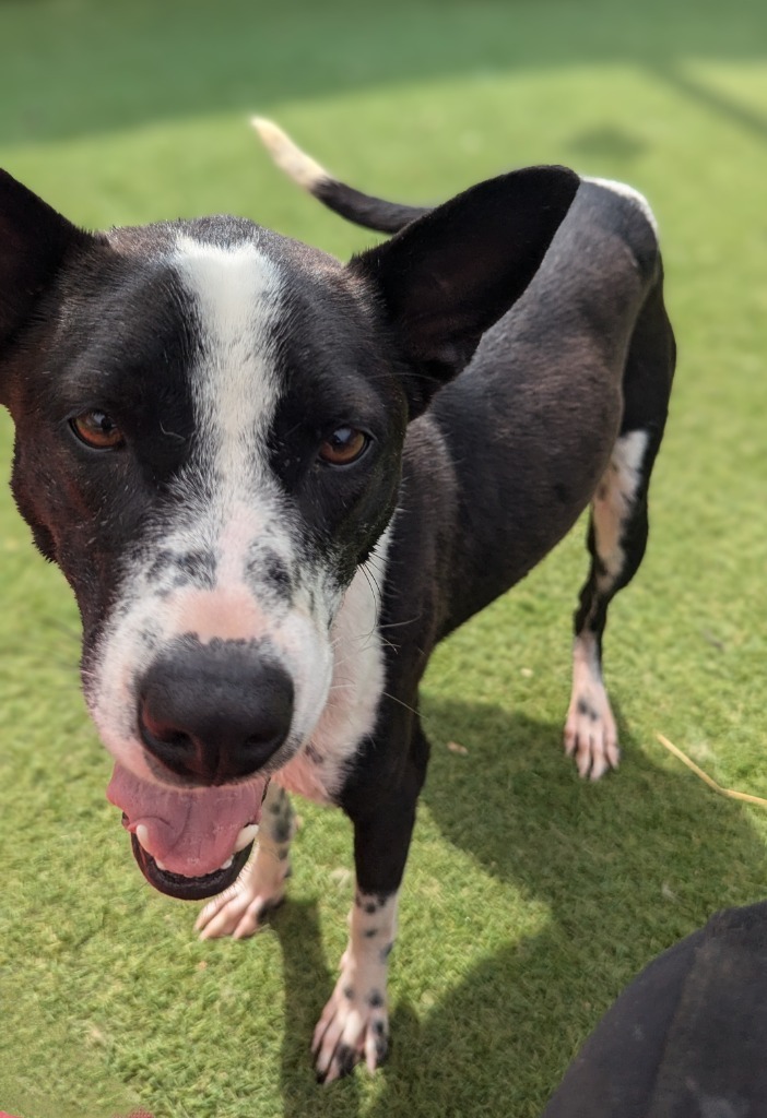 Cito (Soi Dog), an adoptable Border Collie, Jindo in Seattle, WA, 98125 | Photo Image 4