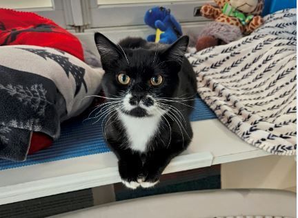 Cat for adoption Zak a Tuxedo in Stanstead QC Petfinder