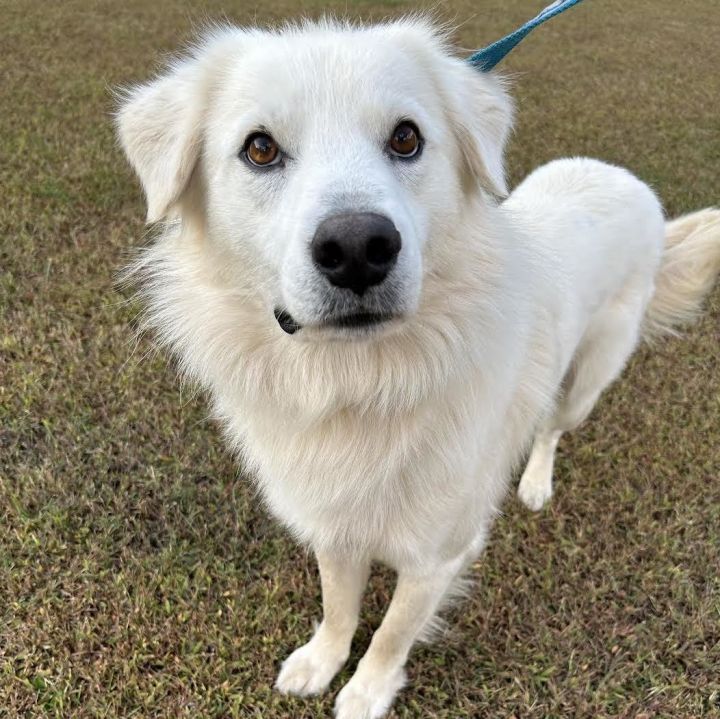Venti, an adopted Great Pyrenees Mix in Cumming, GA_image-2