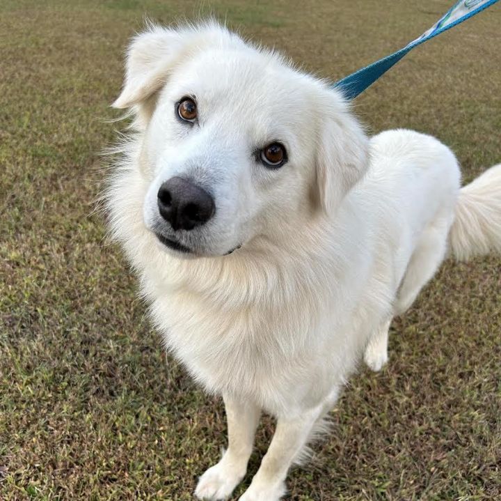 Venti, an adopted Great Pyrenees Mix in Cumming, GA_image-3