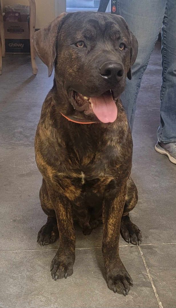 Cubby, an adoptable Mastiff Mix in Pierre, SD_image-1