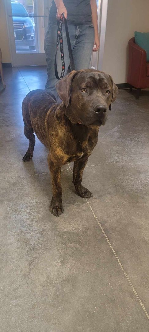Cubby, an adoptable Mastiff Mix in Pierre, SD_image-3