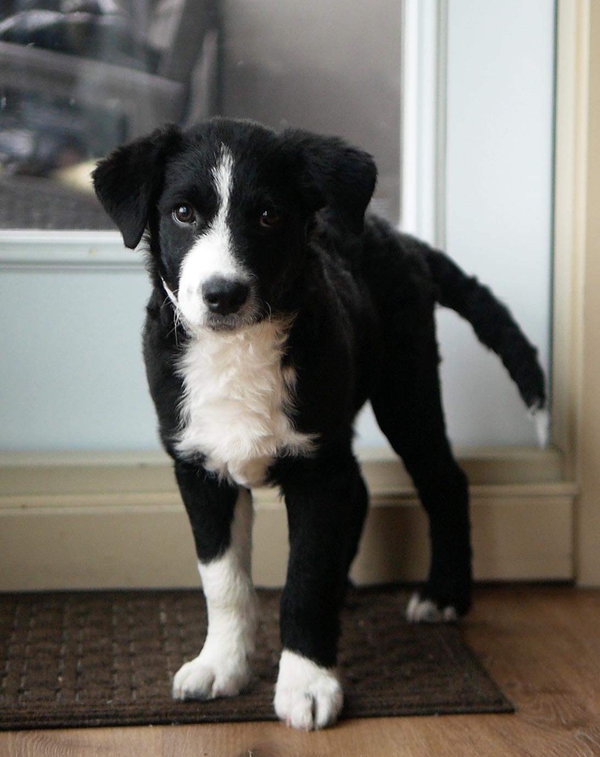 Otto, an adoptable Mixed Breed in Calgary, AB, T3C 1W4 | Photo Image 1