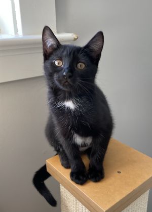 Meet Mooshu the ultimate lap cat Shes a sweet low-maintenance kitty whos a little shy and needs a