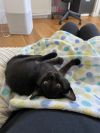 Mooshu photo 3