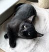 Mooshu photo 5