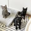 Mooshu photo 6