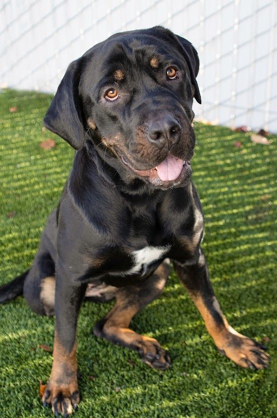 Judy, an adoptable Rottweiler in Eagle, ID, 83616 | Photo Image 2