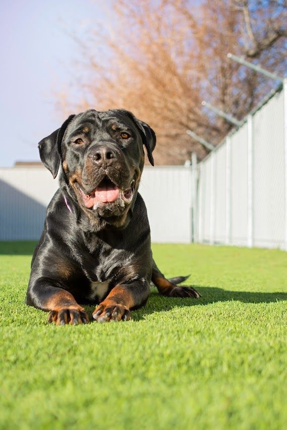 Judy, an adoptable Rottweiler in Eagle, ID, 83616 | Photo Image 1