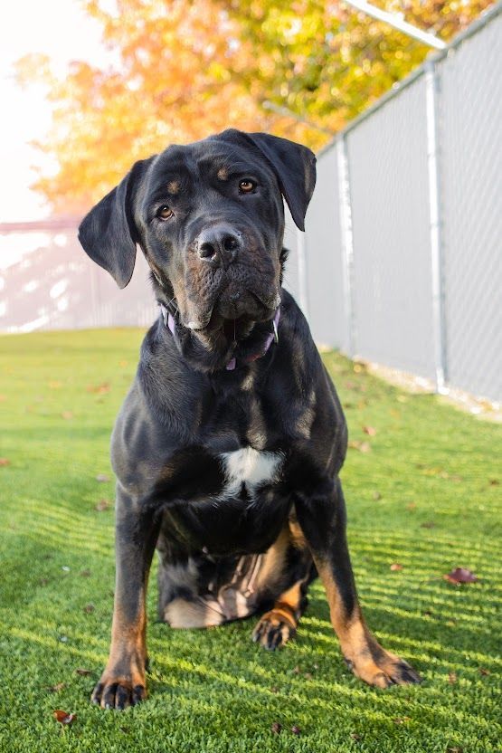 Judy, an adoptable Rottweiler in Eagle, ID, 83616 | Photo Image 3