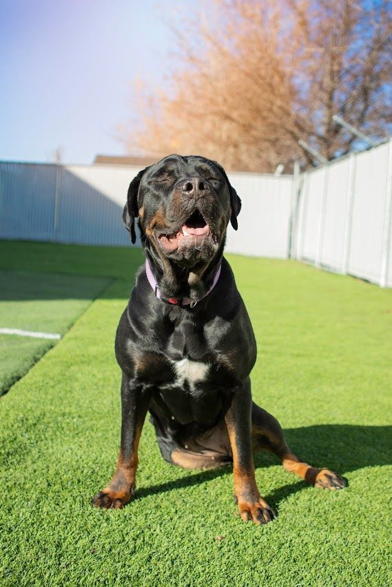 Judy, an adoptable Rottweiler in Eagle, ID, 83616 | Photo Image 4