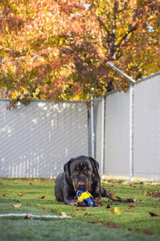 Judy, an adoptable Rottweiler in Eagle, ID, 83616 | Photo Image 5