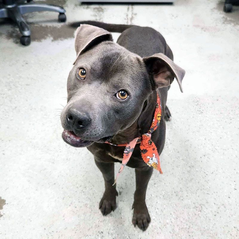 Oscar, an adoptable Pit Bull Terrier in Eagle, ID, 83616 | Photo Image 4